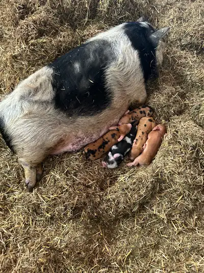 Kune Kune Piglets, View more