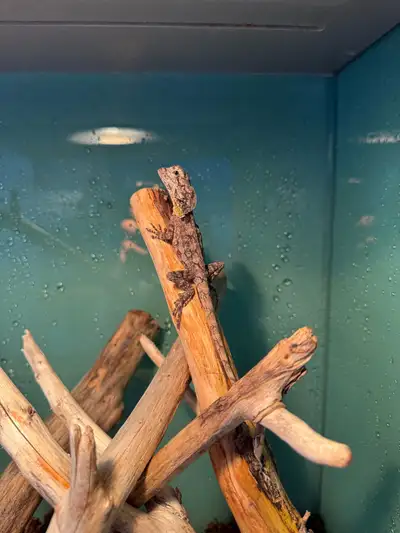 Frilled Lizard. juvenile. Social, friendly, eating well. Unique reptile rarely available in the rept...