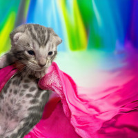 Tica Show Quality Bengal Kittens 