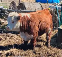 Yearling Miniature Hereford Bull