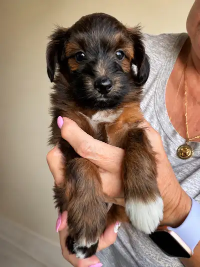 Papipoo Puppies (Mini Poodle × Papillon), View more