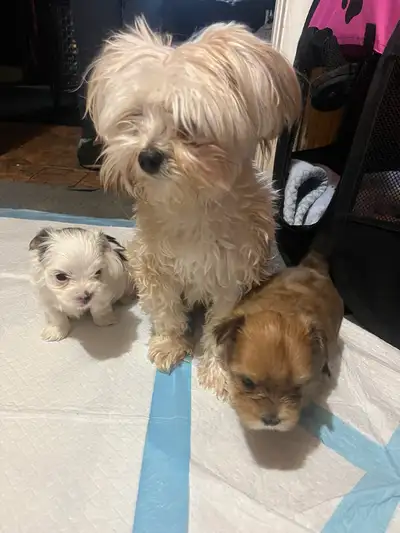 puppies for sale, View more