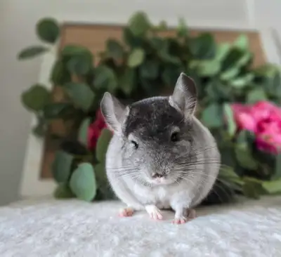 Petit chinchilla, View more