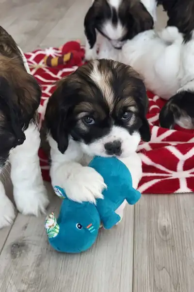 1 LEFT! QUALITY AMERICAN COCKER PUPPY, View more