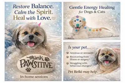 pet reiki, View more
