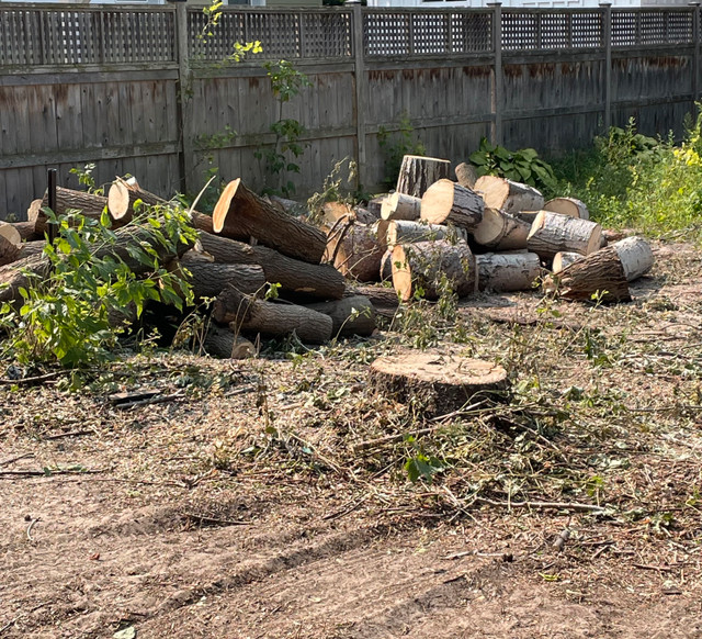 FREE spruce and poplar in Free Stuff in Barrie