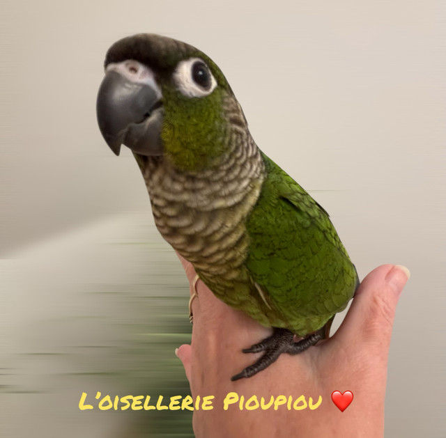 femme conure à joues vertes standards  dans Oiseaux à adopter  à Lanaudière - Image 4