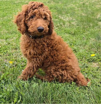 3 RED MALE MINIATURE POODLE