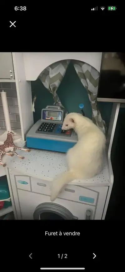 furet  à vendre, View more