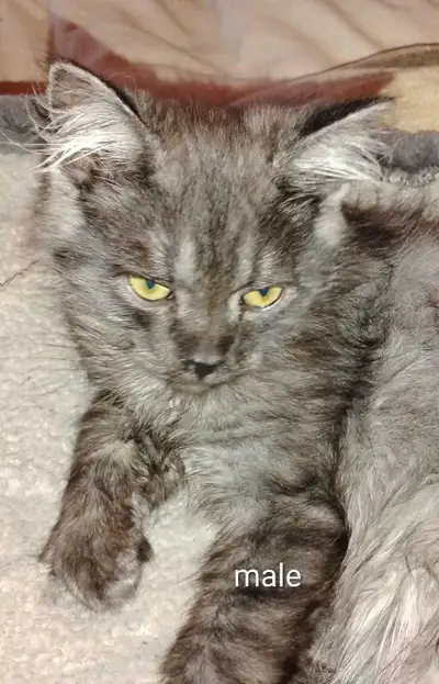 Kittens for adoption, View more