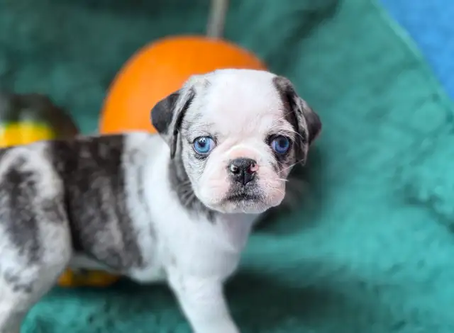 KOI PUG PUPPY! | Dogs & Puppies for Rehoming | Yarmouth | Free local ...