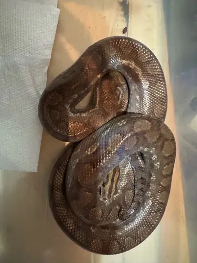 Female Guyana rainbow boa will trade, View more