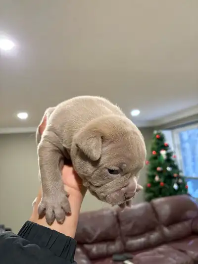 Pocket Size American Bulldog Puppies for Sale, View more