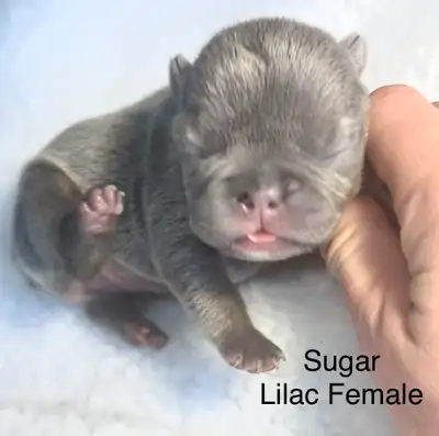 CKC French Bulldog Puppies, View more