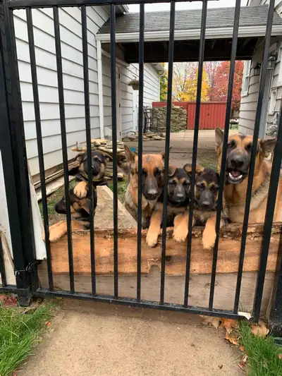 From Missy and Murphy, 7 German Shepherd puppies. 4 females and 3 males. Both parents on site. This...