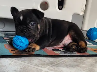 Pawdorabulls French Bulldogs - fluffy carriers!!, View more