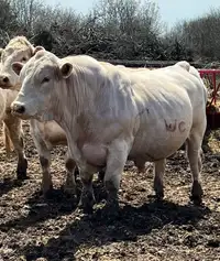 Mature Charolais Bull For Sale