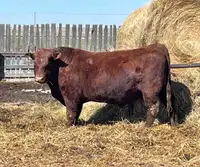 Red angus simmental bull