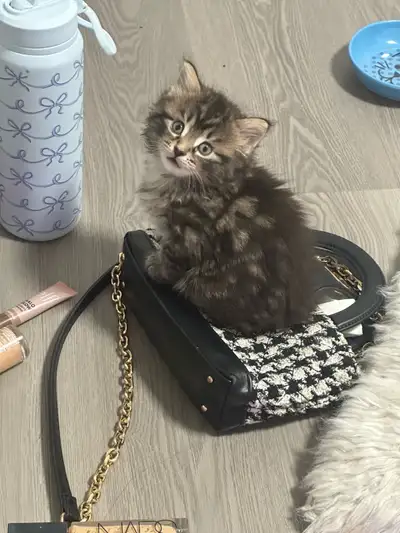 One female kitten for sale , View more