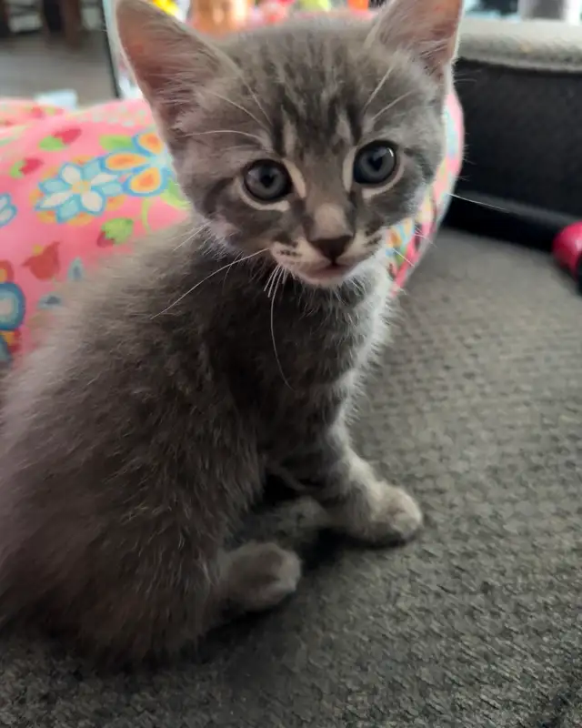 4 Kittens