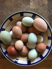 Eggs eggs eggs Duck and Guinea Hen $7.00 and Chicken eggs $5.00 
