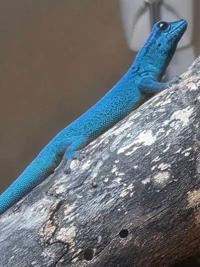 Sub Adult Male Electric Blue Day Gecko, View more