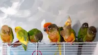 Handfed  Baby Birds