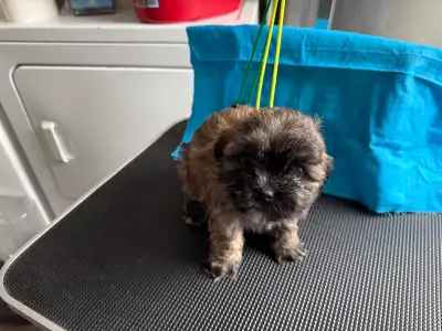 Shih Tzu-Bichon puppies, View more