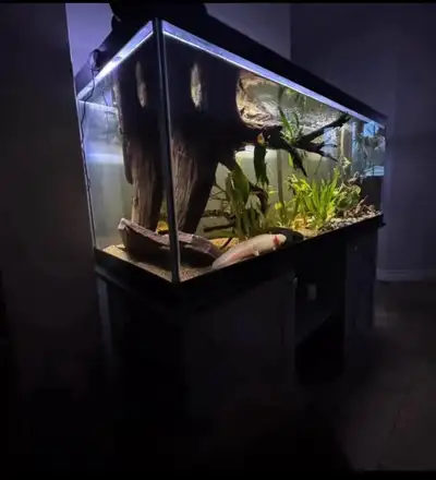 75 gallon set up, View more