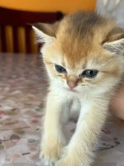 Chatons British shorthair kittens, View more