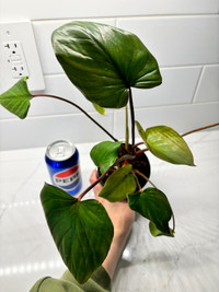 Healthy indoor plant - homalomena rubescens 