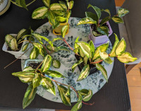 Hoya Krimson princess tricolor plante 
