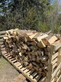 Campfire Soft Wood