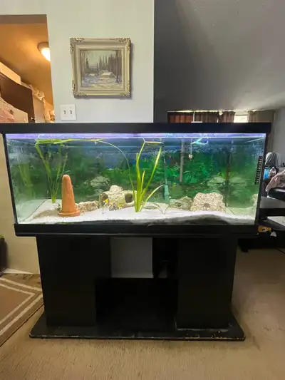 70 gallon aquarium with stand, View more