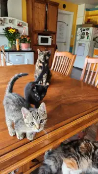  2  chatons pret et vaccinés, video du 15 mai