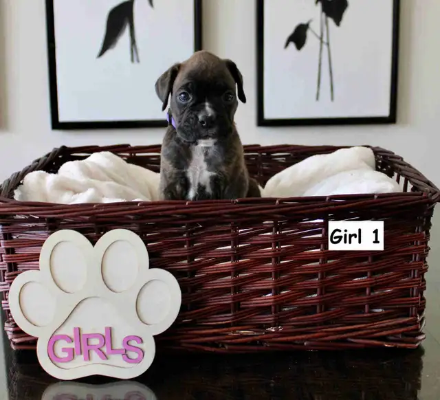 Purebred Boxer Puppies! - 4 Left in Dogs & Puppies for Rehoming in Mississauga / Peel Region - Image 2