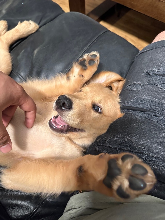 Golden Retriever Dogs & Puppies for Rehoming Ottawa Kijiji