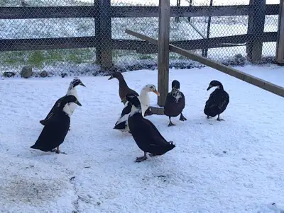 Indian Runner Ducks, View more