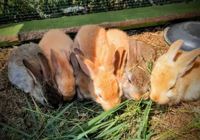cute bunnies!, View more