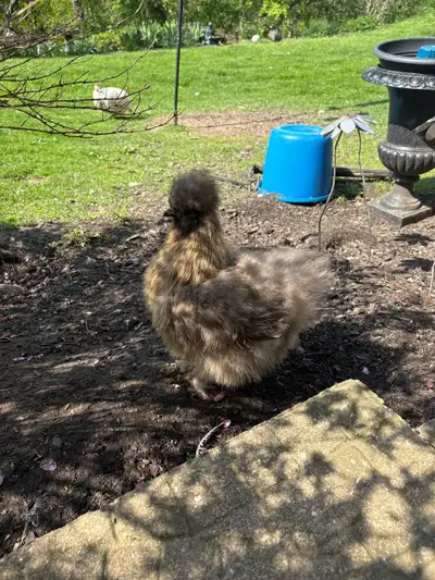 silkie hen, View more