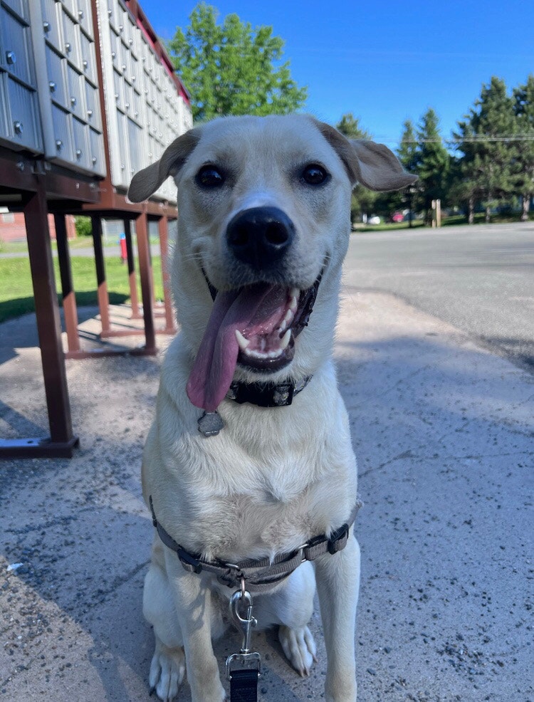 Needing to find a temporary home for my dog. Other Moncton Kijiji