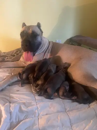 I have a litter of adorable Pressa Canario puppies for sale! 6 males and 4 females. These pups are p...