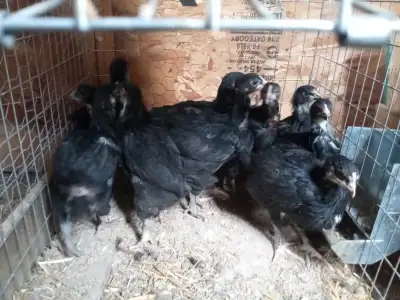 month old chicks, View more