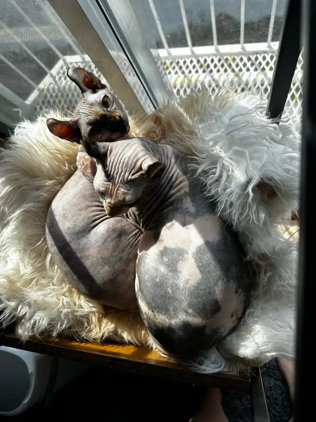 Sphinx Elf in Cats & Kittens for Rehoming in Québec City - Image 4