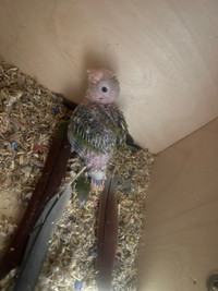 Yellow sided conure for sale 