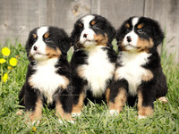 **** Canadian Kennel Club PURBRED Bernese Puppies ****