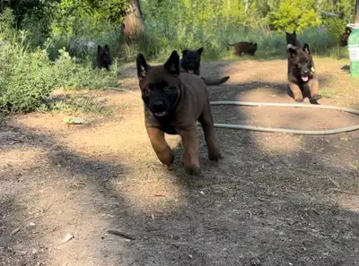 LAST 5 BELGIAN MALINOIS PUPPIES, View more