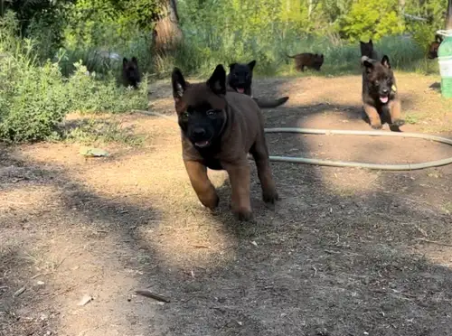 Pure working line Belgian Malinois puppies. These puppies are perfect for K9 work, protection, secur...