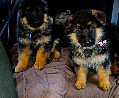 Chiots Berger Allemand - German Shepherd Lignée de Champion !, View more