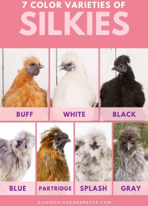 Silkie Eggs For Hatching, View more